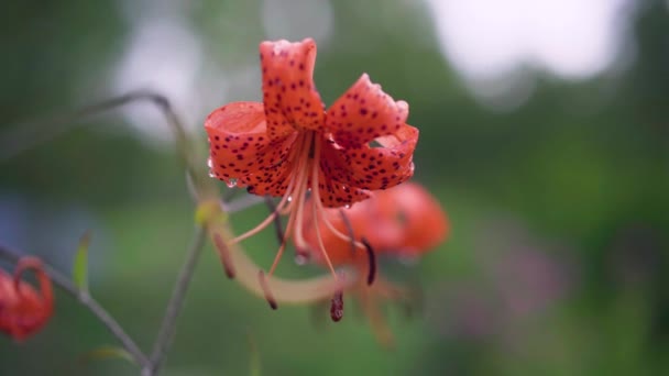 雨在风中晃来晃去 有一朵敞开的花瓣 是一朵美丽的粉红色的花 — 图库视频影像