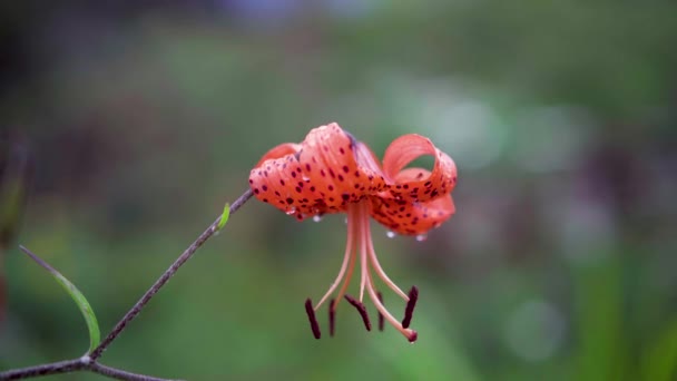 Eine Schöne Rosa Zwktok Lilie Schwankt Nach Dem Regen Wind — Stockvideo