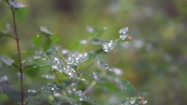 Ne zaman çim çimen bir püskürtme, 4 k, 30 kare/sn ile ıslatılmış temiz sıvı akışı su damlaları.