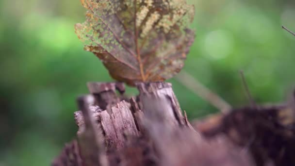 明るい乾燥葉は落ち葉や草の間にある森の中 乾燥の切り株近く 24Fps — ストック動画