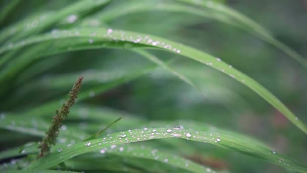 Gotas Água Uma Corrente Líquido Limpo Quando Grama Gramado Umedecido — Vídeo de Stock