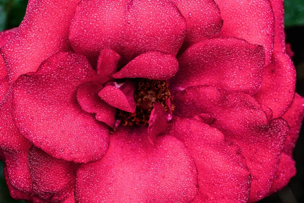 Красива Квітка Крупним Планом Краплі Дощу Рано Вранці Стоїть Саду — стокове фото