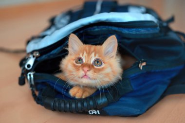 Zencefil yavru kedi fotoğrafik donanımlar ve o dönemin oyunları ile uzun bir yürüyüş için bir sırt çantası içine tırmandı oturma görünüyor.