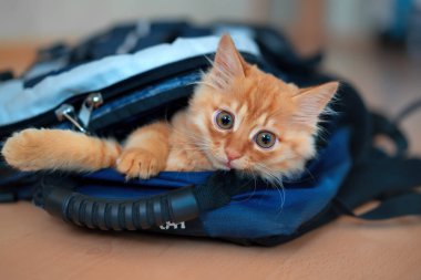 Zencefil yavru kedi fotoğrafik donanımlar ve o dönemin oyunları ile uzun bir yürüyüş için bir sırt çantası içine tırmandı oturma görünüyor.