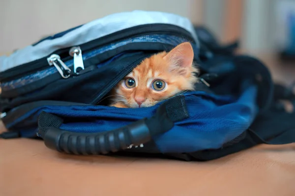 Zencefil yavru kedi fotoğrafik donanımlar ve o dönemin oyunları ile uzun bir yürüyüş için bir sırt çantası içine tırmandı oturma görünüyor.