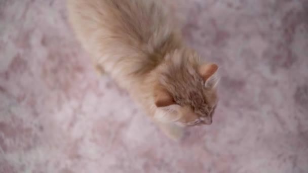 Red Kitten Running House Meows Looks Wags His Tail Asks — Stock Video