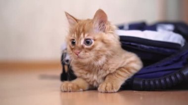 Zencefil yavru kedi fotoğrafik donanımlar ve o dönemin oyunları ile uzun bir yürüyüş için bir sırt çantası içine tırmandı oturma görünüyor.