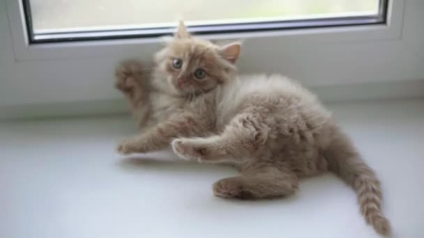 One Funny Red Haired Playful Kitten Plays Tail Window Revolves — Stock Video