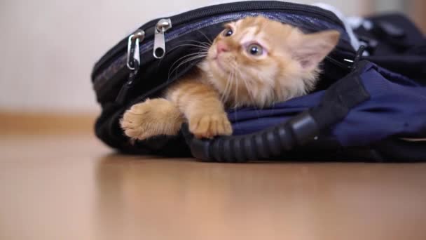 Ginger Kitten Climbed Backpack Hike Photographic Equipment Plays Looks Sitting — Stock Video