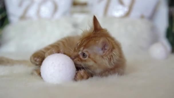 Carino gattino rosso meykun giocare con le palle di Natale con una decorazione di Natale con un pupazzo di neve.4k, 30fps, 2019 . — Video Stock