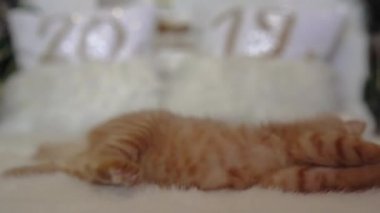 Sevimli kırmızı kedi meykun bir snowman.4k,30fps,2019 ile bir Noel dekorasyonu ile Noel topları ile oynarken.