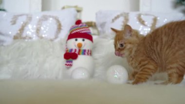 Sevimli kırmızı kedi meykun bir snowman.4k,30fps,2019 ile bir Noel dekorasyonu ile Noel topları ile oynarken.
