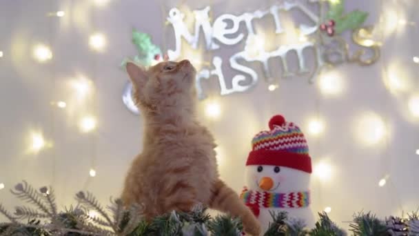 Sevimli kırmızı kedi meykun bir snowman.4k,30fps,2019 ile bir Noel dekorasyonu ile Noel topları ile oynarken. — Stok video