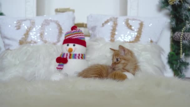 Lindo gatito rojo meykun jugando con bolas de Navidad con una decoración de Navidad con un muñeco de nieve. 4k, 30fps, 2019 . — Vídeo de stock