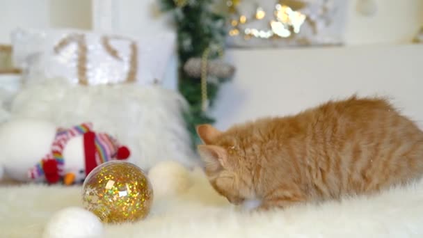 Carino gattino rosso meykun giocare con le palle di Natale con una decorazione di Natale con un pupazzo di neve.4k, 30fps, 2019 . — Video Stock