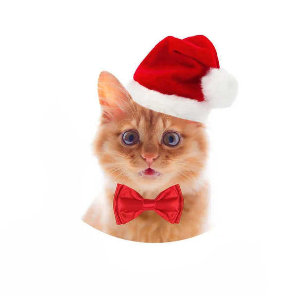 빨간 모자 모자에 나비 넥타이 흰색 바탕에 작은 빨간 고양이 meykun. — 스톡 사진