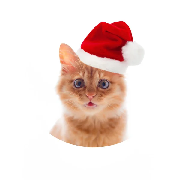 Little red kitten meykun on a white background in a red cap hat and bow tie. — Stock Photo, Image