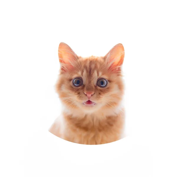 Küçük kırmızı kedi yavrusu meykun beyaz bir arka planda bir kırmızı bere şapka ve kravat.