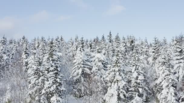 4K. 30 fps.Volo sopra la foresta invernale a nord, vista aerea dall'alto . — Video Stock