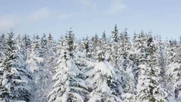 4 k. 30 kare/sn. Uçuş kış orman Kuzey, hava üstten görünüm üzerinde yukarıda. — Stok video