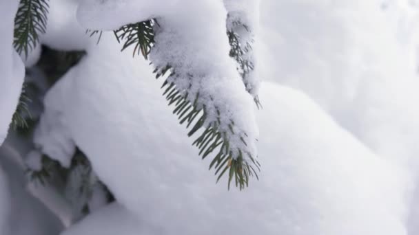 4K. Vol au-dessus de la forêt d'hiver au nord, vue aérienne du dessus . — Video