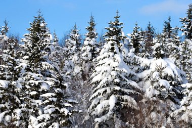 Beyaz Ladin güneş ışığı ile parlayan kış orman stand. Dünyanın ucu değil, Sakhalin Rusya. Mavi tonlama. Mutlu yeni yıl Dünya Güzellik.