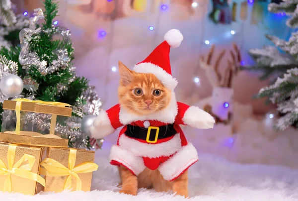 Noel Baba hediye oturuyor gibi bir kırmızı kedi giyinmiş.