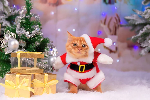 Noel Baba hediye oturuyor gibi bir kırmızı kedi giyinmiş.