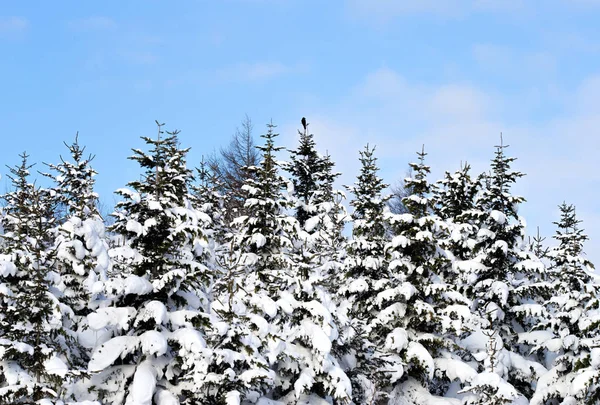 Weiße Fichten stehen im vom Sonnenlicht erleuchteten Winterwald. Sachalin-Russland ist der Rand der Welt. Blauton. frohes neues Jahr Welt der Schönheit. — Stockfoto