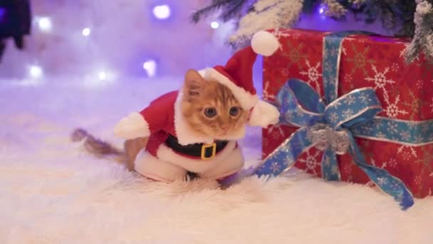 Un gatto rosso vestito da Babbo Natale è seduto vicino ai regali . — Video Stock