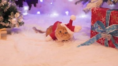 Noel Baba hediye oturuyor gibi bir kırmızı kedi giyinmiş.