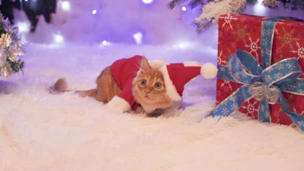 Eine als Weihnachtsmann verkleidete rote Katze sitzt neben den Geschenken. — Stockvideo