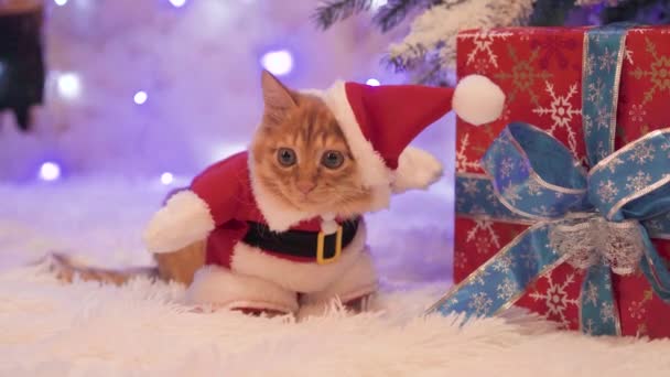 Um gato vermelho vestido de Papai Noel está sentado perto dos presentes . — Vídeo de Stock