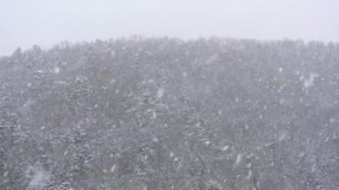 Orman ve elektrik direği 4 k, 30 kare/sn arka planı sonbahar akşam güçlü fırtına rüzgar esiyor darbeler