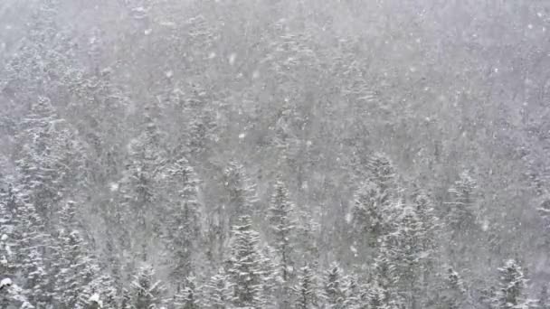 Stark Åska Blåser Vinden Blåser Hösten Kvällen Mot Bakgrund Skogen — Stockvideo