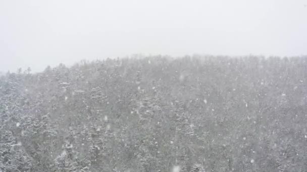 Stark Åska Blåser Vinden Blåser Hösten Kvällen Mot Bakgrund Skogen — Stockvideo