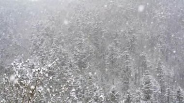 Orman ve elektrik direği ağır çekim 1080 p, 30 kare/sn arka planı sonbahar akşam güçlü fırtına üfleme rüzgar esiyor