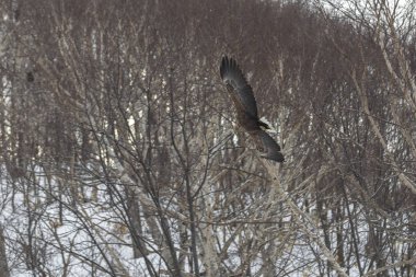 Kel kafalı, beyaz omuzlu, kartal uçuş sabahın erken saatlerinde göl AVI üzerinde balıklar içinde belgili tanımlık kış.