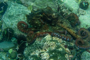 Dalış ve sualtı fotoğrafçılığı, doğal yaşam alanında su altında ahtapot.