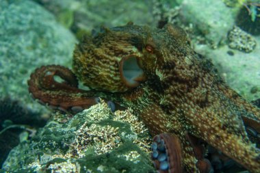 Dalış ve sualtı fotoğrafçılığı, doğal yaşam alanında su altında ahtapot.