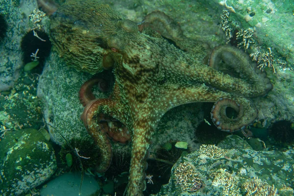 Immersioni e fotografia subacquea, polpo sott'acqua nel suo habitat naturale . — Foto Stock