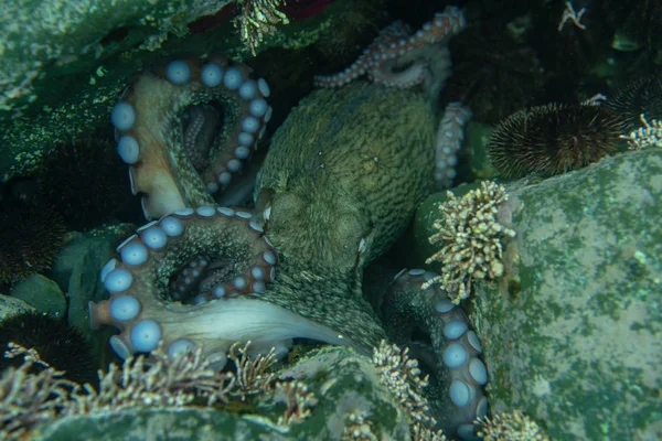 Plongée et photographie sous-marine, pieuvre sous-marine dans son habitat naturel . — Photo