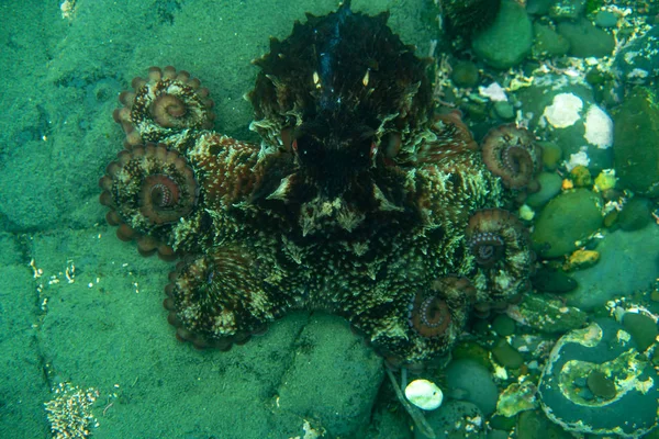 Tauchen und Unterwasserfotografie, Oktopus unter Wasser in seinem natürlichen Lebensraum. — Stockfoto
