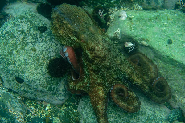 Tauchen und Unterwasserfotografie, Oktopus unter Wasser in seinem natürlichen Lebensraum. — Stockfoto