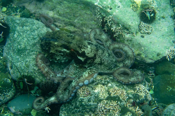 Diving and underwater photography, octopus under water in its natural habitat. — Stock Photo, Image