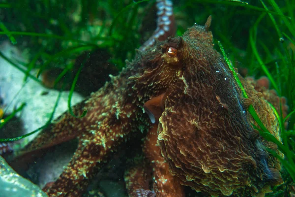 Tauchen und Unterwasserfotografie, Oktopus unter Wasser in seinem natürlichen Lebensraum. — Stockfoto