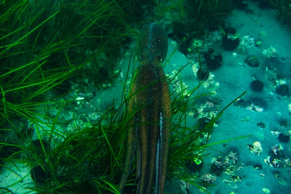 Diving and underwater photography, octopus under water in its natural habitat. — Stock Photo, Image