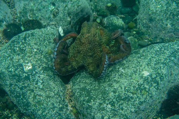 Tauchen und Unterwasserfotografie, Oktopus unter Wasser in seinem natürlichen Lebensraum. — Stockfoto