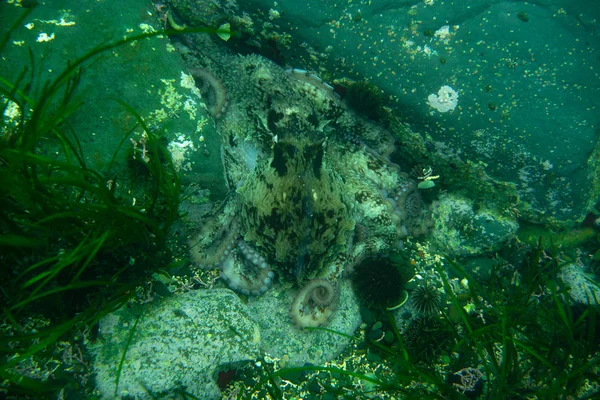 Buceo y fotografía submarina, pulpo bajo el agua en su hábitat natural . — Foto de Stock