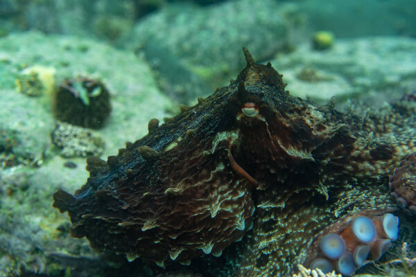 Diving and underwater photography, octopus under water in its natural habitat.